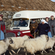 Leonie Elliott, Jennifer Kirby, Cliff Parisi, Stephen McGann, Miriam Margolyes, Laura Main, Helen George, Linda Bassett, Jenny Agutter, many sheep